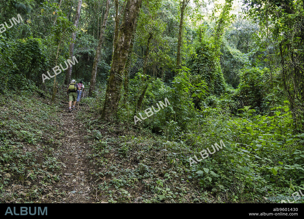 bosque nuboso en las laderas del volcán Tolimán , lago de Atitlán ,Guatemala, Central America.