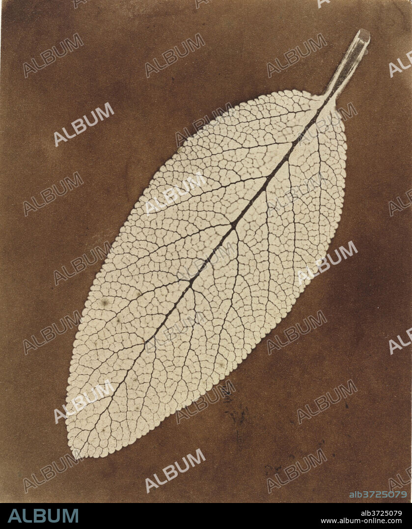 WILLIAM HENRY FOX TALBOT. Leaf Study. Dated: 1839/1840. Dimensions: sheet (trimmed to image): 10 x 8.2 cm (3 15/16 x 3 1/4 in.). Medium: photogenic drawing.