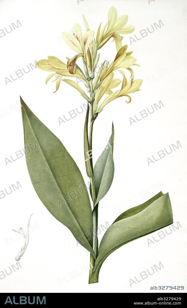 Canna glauca, Balisier glauque, Maraca Amarilla; Louisianna Canna, Redouté, Pierre Joseph, 1759-1840, les liliacees, 1802 - 1816.