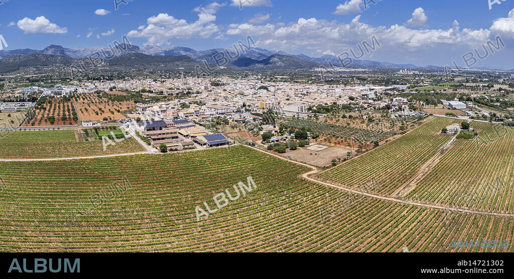 Vineyards of the José Luis Ferrer winery with the town of Binissalem in the background, Mallorca, Balearic Islands, Spain.