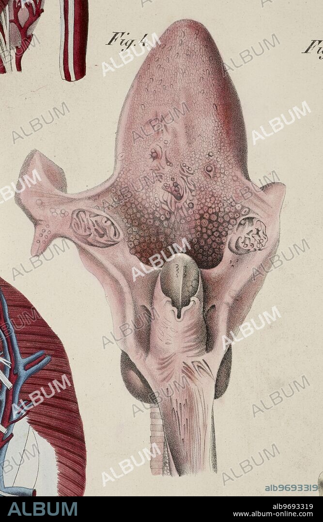 Anatomical drawing. Epiglottis. Trachea. Windpipe.