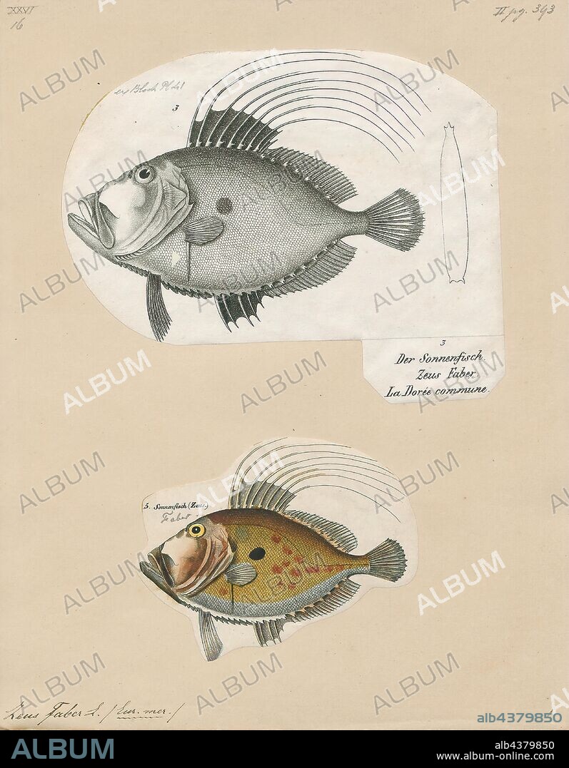 Zeus faber, Print, John Dory, St Pierre or Peter's Fish, refers to fish of the genus Zeus, especially Zeus faber, of widespread distribution. It is an edible demersal coastal marine fish with a laterally compressed olive-yellow body which has a large dark spot, and long spines on the dorsal fin. The dark spot is used to flash an 'evil eye' if danger approaches. Its large eyes at the front of the head provide it with binocular vision and depth perception, which are important for predators. The John Dory's eye spot on the side of its body also confuses prey, which are scooped up in its big mouth., 1700-1880.