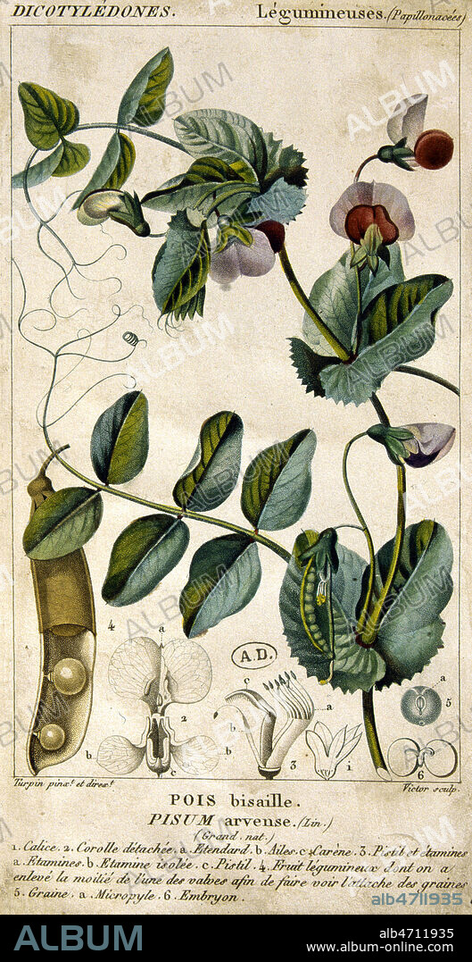 Pois Bisaille, legume, petit pois. Planche botanique, gravure coloriee, fin 18eme siecle , XVIIIE s. Credit Collection JEAN VIGNE/KHARBINE TAPABOR.