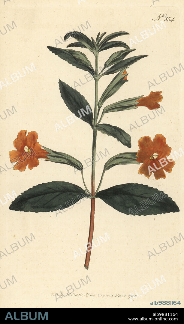 Sticky monkey-flower or orange bush monkey-flower, Diplacus aurantiacus. Orange monkey-flower, Mimulus aurantiacus. Native to North America, introduced by James Colvill, nurseryman of Kings Road, Chelsea. Handcoloured copperplate engraving after a botanical illustration from William Curtis's Botanical Magazine, Stephen Couchman, London, 1796.