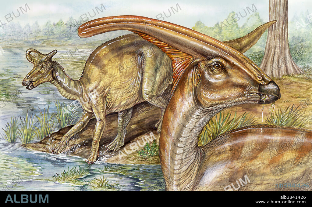 Cretaceous hadrosaurs were commonly known as duckbilled dinosaurs. Head structure and coloration are highlighted in this illustration showing a parasaurolophus in the foreground, and a lambeosaurus in the background.