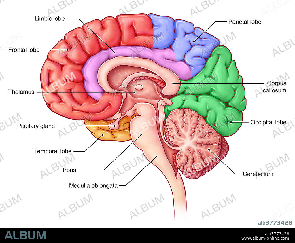 An illustration of the lobes of the brain from a midsagittal view. Lobes are coloured red (frontal), blue (parietal), green (occipital), and yellow (temporal), and pink (limbic).