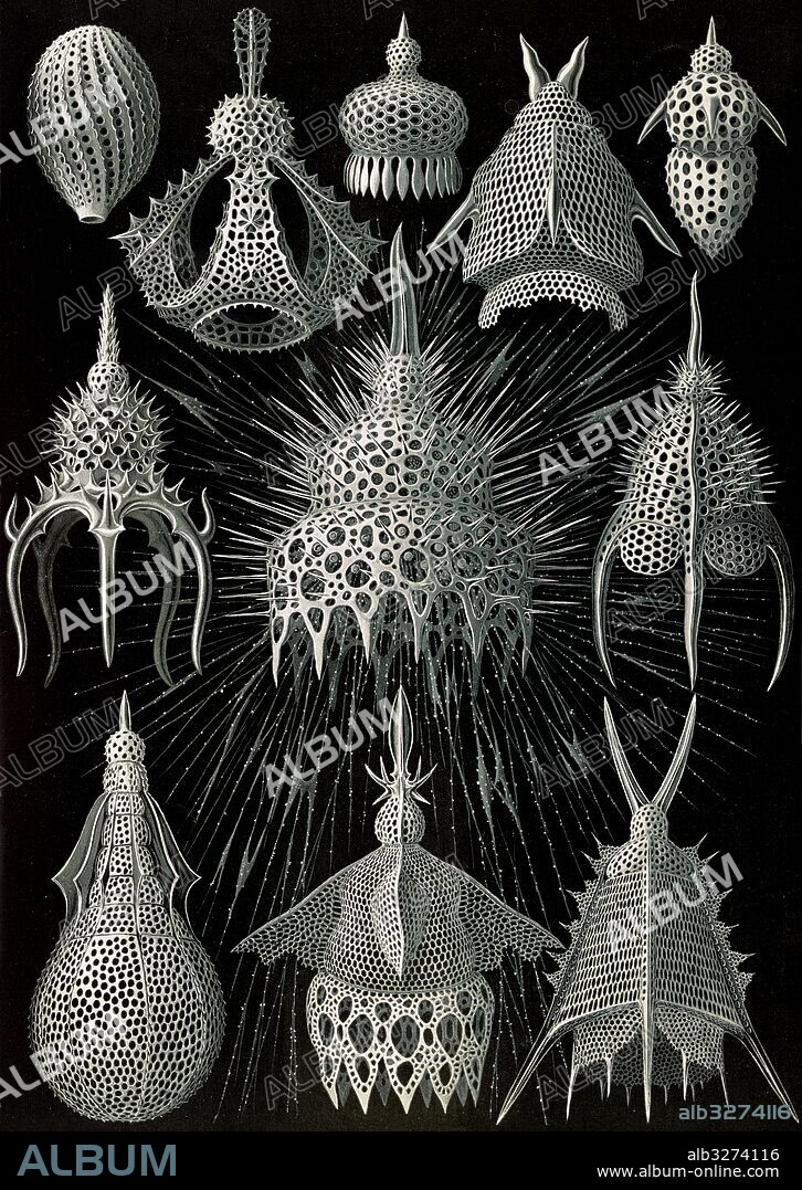 Illustration shows microorganisms in the class Radiolaria. Crytoidea. - Flaschenstrahlinge, 1 print : photomechanical ; sheet 36 x 26 cm., 1904. Ernst Haeckel 1834 – 1919 German biologist, naturalist, philosopher, physician, professor, and artist who discovered, described and named thousands of new species, mapped a genealogical tree relating all life forms, and coined many terms in biology, including anthropogeny, ecology, phylum, phylogeny, stem cell, and Protista.