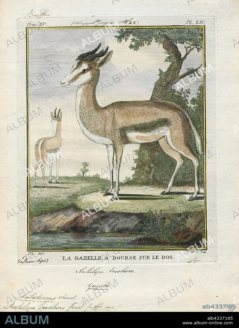 Antilope euchore, Print, Blackbuck, The blackbuck (Antilope cervicapra), also known as the Indian antelope, is an antelope found in India, Nepal, and Pakistan. The blackbuck is the sole extant member of the genus Antilope. The species was described and given its binomial name by Swedish zoologist Carl Linnaeus in 1758. Two subspecies are recognized. It stands up to 74 to 84 cm (29 to 33 in) high at the shoulder. Males weigh 20–57 kg (44–126 lb), an average of 38 kilograms (84 lb). Females are lighter, weighing 20–33 kg (44–73 lb) or 27 kg (60 lb) on average. The long, ringed horns, 35–75 cm (14–30 in) long, are generally present only on males, though females may develop horns, as well. The white fur on the chin and around the eyes is in sharp contrast with the black stripes on the face. The coats of males show two-tone colouration; while the upper parts and outsides of the legs are dark brown to black, the underparts and the insides of the legs are all white. However, females and juveniles are yellowish fawn to tan., 1700-1880.