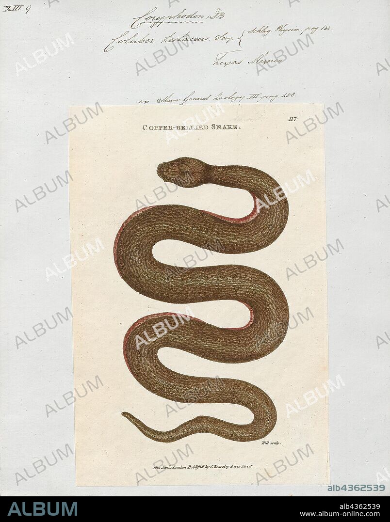 Coluber testaceus, Print, Eastern racer, The eastern racer (Coluber constrictor) is a species of nonvenomous snake in the family Colubridae. The species is endemic to North America and Central America. Eleven subspecies, including the nominotypical subspecies, are recognized, which as a group are commonly referred to as the eastern racers. The species is monotypic in the genus Coluber., 1700-1880.