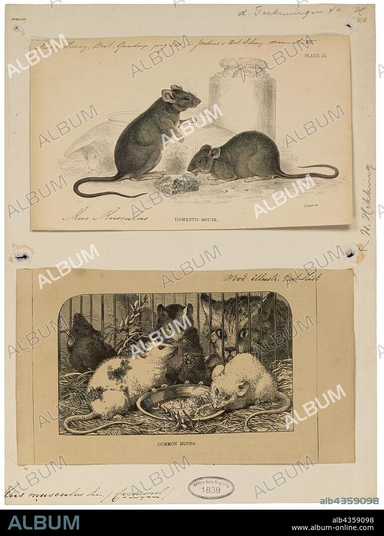 Mus musculus, Print, The house mouse (Mus musculus) is a small mammal of the order Rodentia, characteristically having a pointed snout, large rounded ears, and a long and hairy tail. It is one of the most abundant species of the genus Mus. Although a wild animal, the house mouse has benefited significantly from associating with human habitation to the point that truly wild populations are significantly less common than the semi-tame populations near human activity., 1700-1880.
