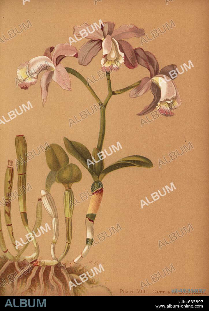 Loddigess cattleya orchid, Cattleya loddigesii. Chromolithograph by Hatch Company after a botanical illustration by Harriet Stewart Miner from Orchids, the Royal Family of Plants, Lee & Shepard, Boston, 1885. The first American color plate book on orchids by woman botanist Miner.