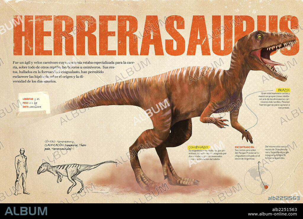 Herrerasaurus. Infografía que presenta algunas de las características anatómicas del Herrerasaurus, dinosaurio carnívoro del Triásico, cuyos fósiles fueron hallados en la formación Ischigualasto de Argentina.