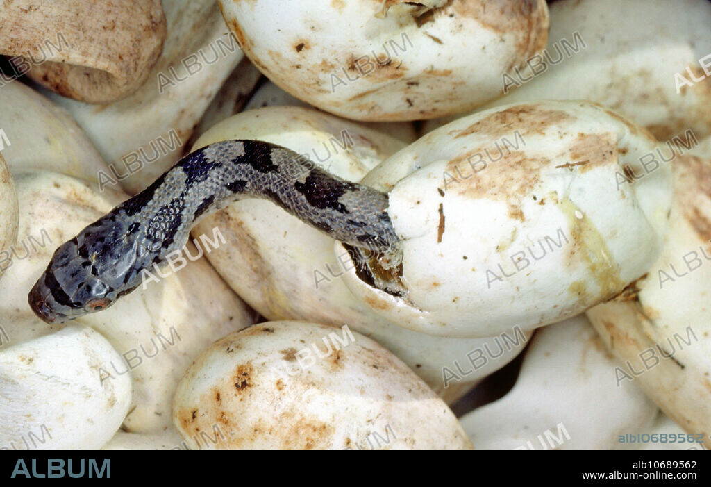 Baby black rat snake (Elaphe obsoleta obsoleta) hatching.