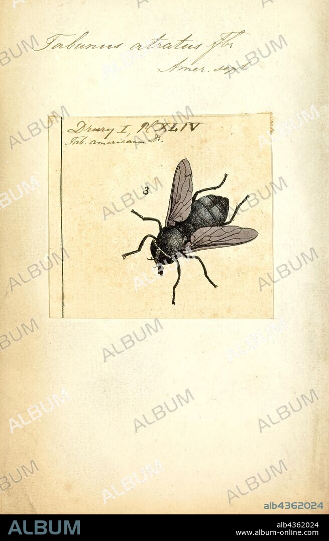 Tabanus, Print, Tabanus is a genus of biting horseflies of the family Tabanidae. Females have scissor-like mouthparts that aim to cut the skin. The horsefly can then lap up the blood. Horseflies of this genus are known to be potential vectors of anthrax, worms and trypanosomes. Some species, such as Tabanus bovinus, prefer bovine animals and are less harmful to humans. The genus contains hundreds of species and many species groups.