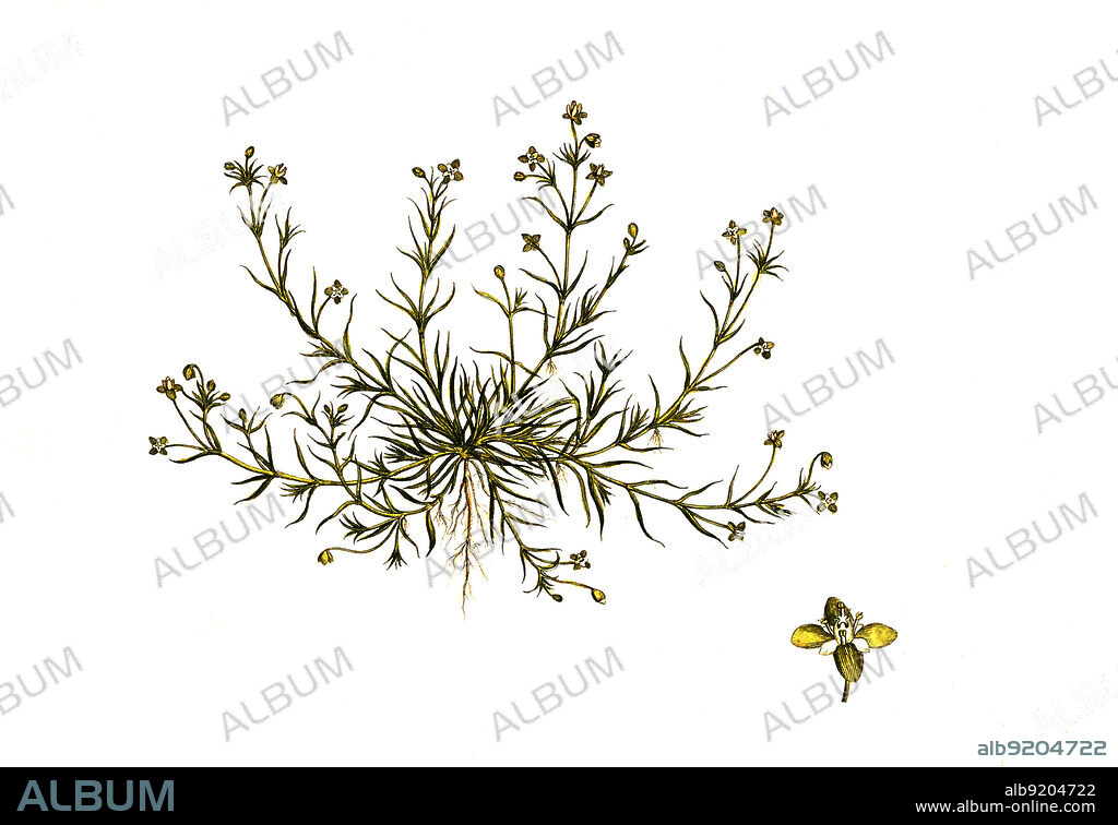 Niederliegendes Mastkraut, Sagina procumbens, auch Liegender Knebel / Sagina procumbens is a species of flowering plant. in the family Caryophyllaceae known by the common names procumbent pearlwort, birdeye pearlwort and matted pearlwort, historical, digital improved reproduction of an original from the 19th century / digital restaurierte Reproduktion einer Originalvorlage aus dem 19. Jahrhundert, genaues Originaldatum nicht bekannt.