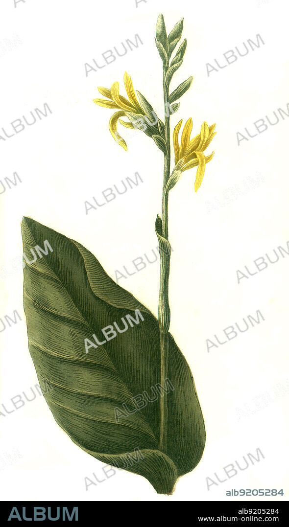Indisches Blumenrohr, Canna indica, auch Essbare Canna, Achira oder Kapacho, Australische Pfeilwurz / Canna indica, commonly known as Indian shot, African arrowroot, edible canna, purple arrowroot, Sierra Leone arrowroot, Digital retuschierte Illustration aus Phytanthoza iconographica von Johann Wilhelm Weinmann, Maler Bartholomäus Seutter und Kupferstecher Johann Jakob Haid und Johann Elias Ridinger, 1740 / Digitally retouched illustration from Phytanthoza iconographica by Johann Wilhelm Weinmann, painter Bartholomäus Seutter and engravers Johann Jakob Haid and Johann Elias Ridinger, 1740.