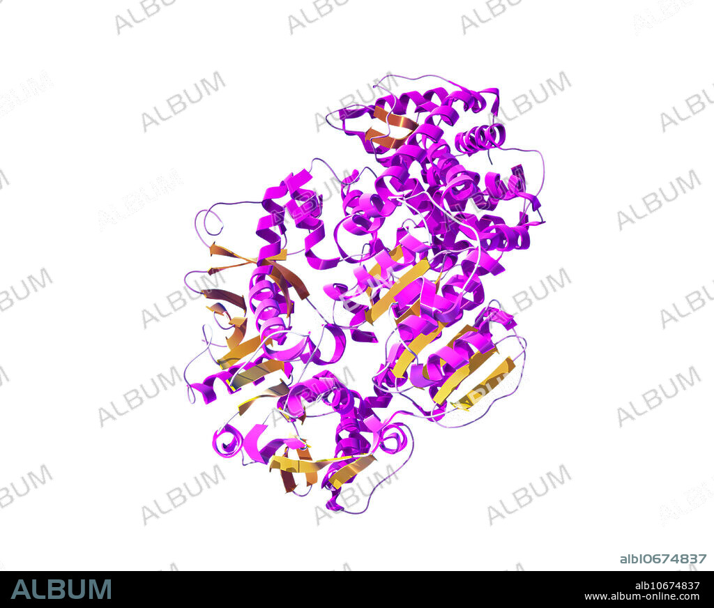 A molecular model of a CRISPR-associated (Cas) protein. CRISPRs (clustered regularly interspaced short palindromic repeats) are segments of repeating prokaryotic DNA involved in the prokaryotic immune system, and have been utilized in scientific research for gene editing. Cas proteins are delivered into a cell, whereby the organism's genome can be cut at specific locations in order to add, disrupt or change a sequence of genes.