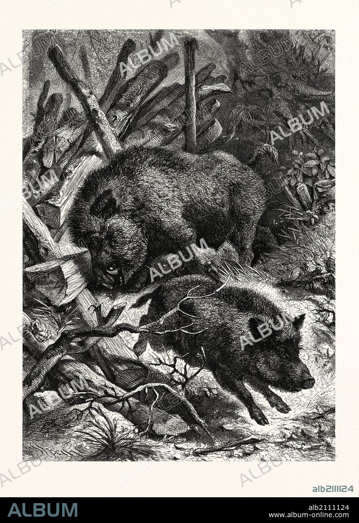 WILD BOARS. AFTER SPECHT. Wild boar (Sus scrofa), also known as wild pig, is a species of the pig genus Sus, part of the biological family Suidae. The species includes many subspecies. It is the wild ancestor of the domestic pig, an animal with which it freely hybridises.