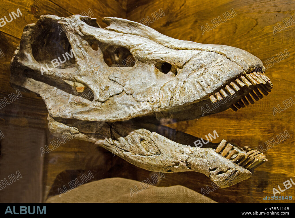 Seismosaurus Skull Fossil (Saurischia sauropodomorpha).