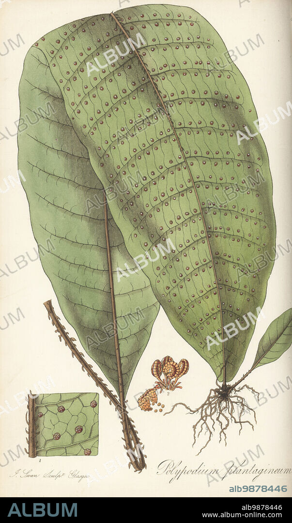 Halberd fern, Tectaria plantaginea. Sent from St. Vincent in the Caribbean by naturalist Rev. Lansdown Guilding. Plantain-leaved polypodium, Polypodium plantagineum. Handcoloured copperplate engraving by Joseph Swan after a botanical illustration by William Jackson Hooker from his Exotic Flora, William Blackwood, Edinburgh, 1823-27.