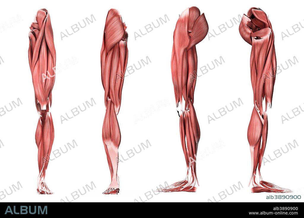 Medical illustration of human leg muscles, four side views.