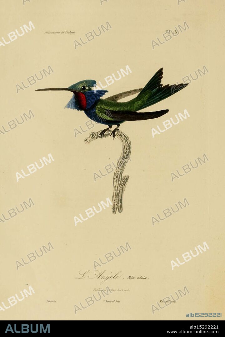Illustrations de zoologie Paris A. Bertrand 1832-35? Pictorial works Zoology René Primevère Lesson, A beautifully illustrated depiction of a colorful bird perched on a slender branch. The bird exhibits striking features, including a vibrant mix of blue, green, and red plumage, with a long, elegant beak. Detailed line work showcases the texture of its feathers and the delicate nuances of its anatomy. Below the artwork, a caption displays the name of the species in a graceful font, lending a scholarly touch to this elegant representation of avian beauty.