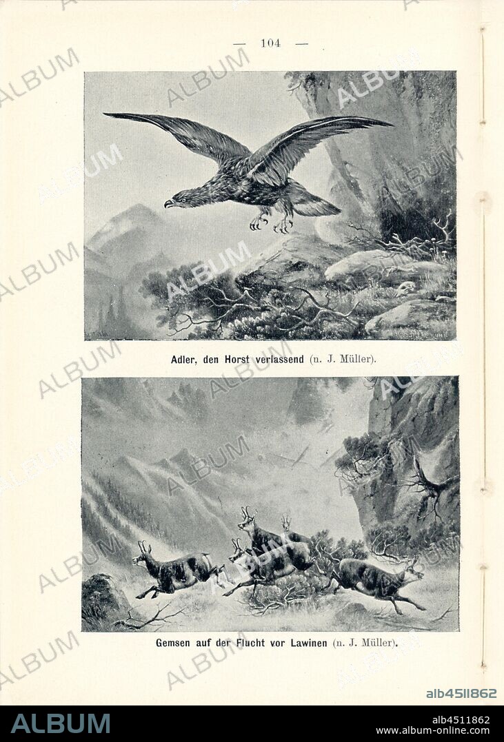 Adler, den Horst verlassend und Gemsen auf der Flucht vor Lawinen (n. J. Müller), Painting of an eagle and chamois, Signed: Brooke & Kuhn, Fig. 106, p. 104, Müller, J. (pinx.); Brooke & Kuhn (cliché), 1900, J. Knobel: Illustrierter Reisebegleiter für die Alpenstrasse des Klausen und ihre Zufahrtslinien. Glarus: Buchdruckerei J. Spälti, 1900.