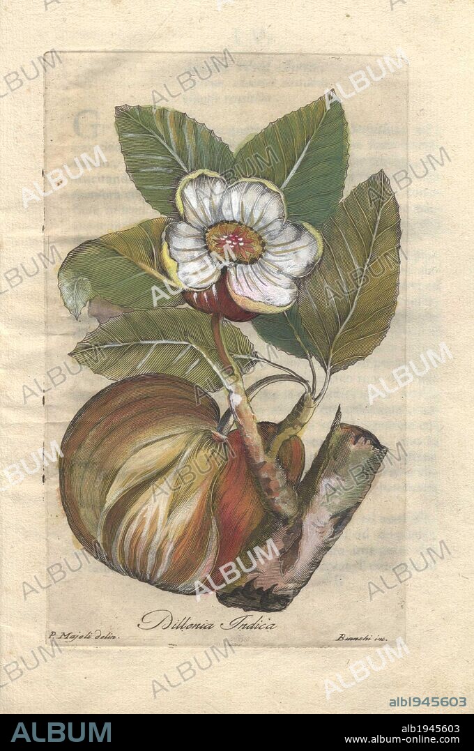 The rose or elephant apple tree (chulta) is a tropical fruit tree common to southeast Asia (Dillenia indica).. . Handcolored copperplate engraving by Majoli from John Hill's "Decade of Curious and Elegant Trees and Plants" (1786). It had first been published in London in 1773. The new edition had 10 hand-coloured botanical plates by P. Maioli (Majoli) engraved by Giuseppe Bianchi and depicted unusual plants such as carnivorous pitcher plants and Venus flytraps for the first time.
