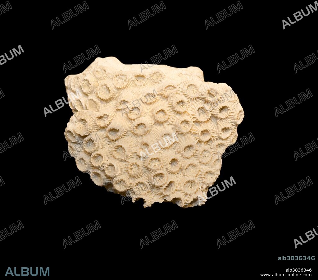 Fossil Coral (Montastraea cavernosa), Guantanamo Bay, Cuba. Pleistocene Epoch, about 120,000 years ago. Specimen at Museum of the Earth, Ithaca, New York, USA.