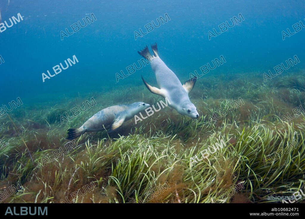 Rare and endangered Australian Sea Lions (Neophoca cinerea) swim and play in the shallows of Hopkins Island, South Australia.