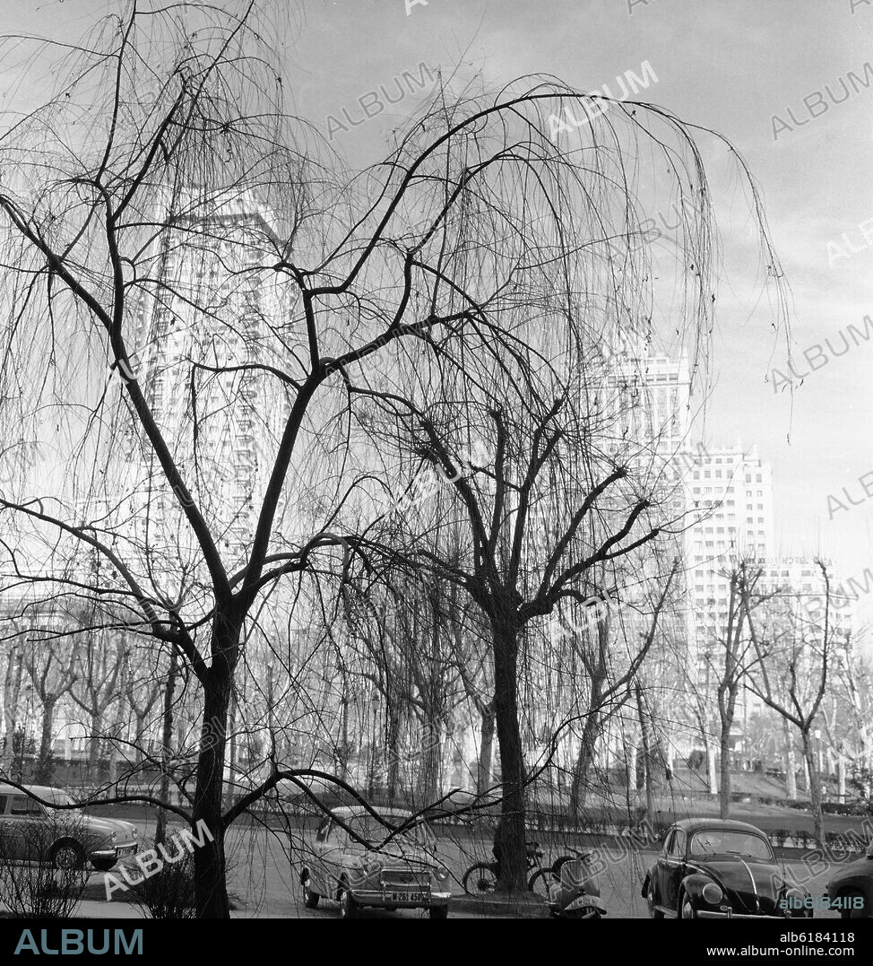 FOTOGRAFIA EN BLANCO Y NEGRO DE LOS AÑOS 60 DE TORRE DE MADRID Y EDIFICIO ESPAÑA VISTOS A TRAVES DE UN SAUCE LLORON SITUADOS EN LA PLAZA DE ESPAÑA.
