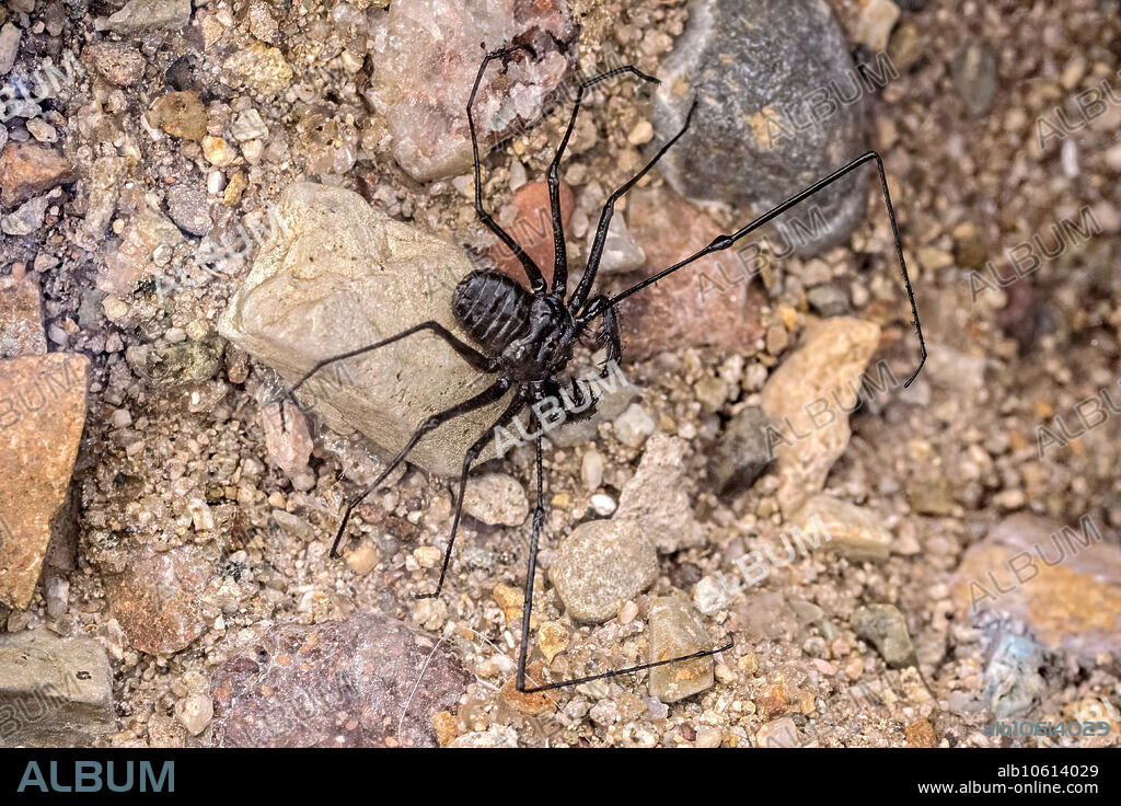 Amblypygi is an order of arachnid chelicerate arthropods also known as whip spiders and tailless whip scorpions. Amblypygids are arachnids, they have eight legs, but only six legs are modified for walking.