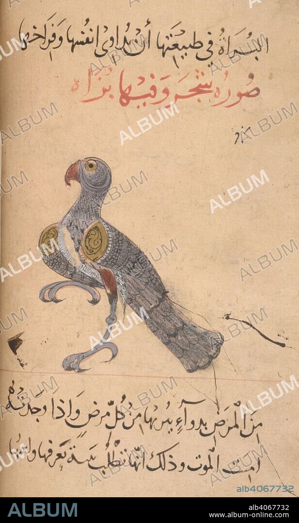 Falcon. Kitab Na't al-hayawan (book of the characteristics of animals). Middle East, 13th century. A treatise on animals and the medical properties of the various parts of their bodies, compiled from works of Aristotle and Ibn Bakhtishu'. Source: Or. 2784 f.29v. Language: Arabic.