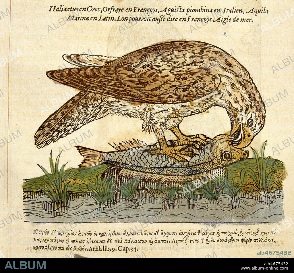 Orfraie ou Aigle de Mer mangeant un poisson. Illustration tiree de l'ouvrage de Pierre BELON (1517-1564) 'Histoire de la nature des oiseaux', publie en 1555 (16e, 16eme, XVIe s.). Credit : JEAN VIGNE / KHARBINE-TAPABOR.