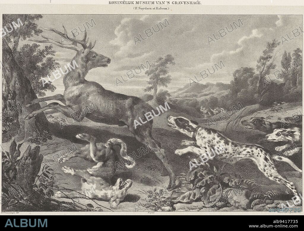 A deer is being chased by a group of dogs. One dog rolls on the ground while another comes close. Further out in the landscape the hunters are running. This print was made after a painting by Paul de Vos and Jan Wildens in the Mauritshuis in The Hague., Deer Hunting A Deer Hunt (title on object) The Royal Museum in The Hague (series title on object), print maker: Gijsbertus Craeyvanger, (mentioned on object), after: Frans Snijders, (rejected attribution), after: Peter Paul Rubens, (rejected attribution), print maker: Netherlands, after: Antwerp, Amsterdam, publisher: Amsterdam, 1833, paper, h 384 mm × w 544 mm.