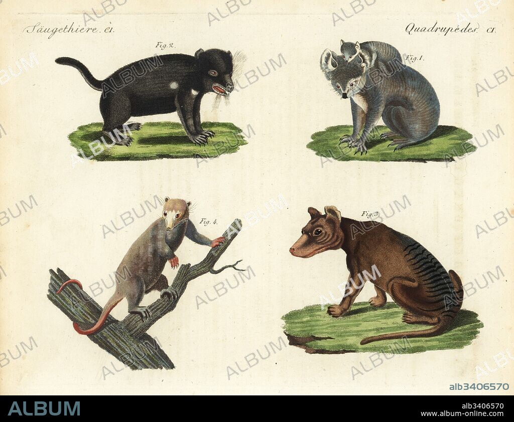 Koala, Phascolarctos cinereus 1, Phascolarctos koala, endangered Tasmanian devil, Sarcophilus harrisii 2, Didelphis ursina, extinct Tasmanian tiger or thylacine, Thylacinus cynocephalus 3, Didelphis cynocephala, and white phalanger, cuscus or possum, Phalangista alba 4. After drawings by George Prideaux Robert Harris. Handcoloured copperplate engraving from Friedrich Johann Bertuch's Bilderbuch fur Kinder (Picture Book for Children), Weimar, 1823.