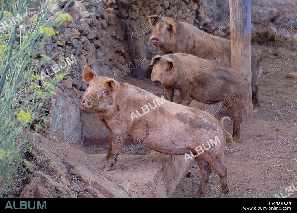 cerdo comun de crianza en ibiza, Sus scrofa domestica, Sant Carles de Peralta, Ibiza, balearic islands, Spain.