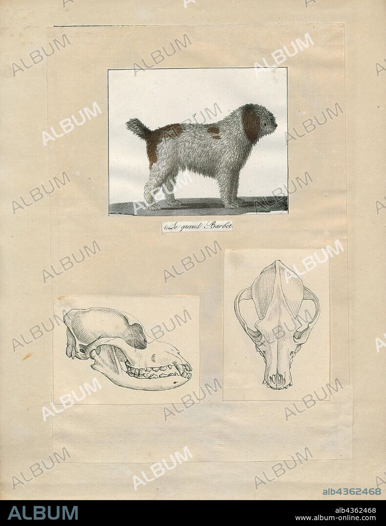 Canis lupus familiaris, Print, The domestic dog (Canis lupus familiaris when considered a subspecies of the wolf or Canis familiaris when considered a distinct species) is a member of the genus Canis (canines), which forms part of the wolf-like canids, and is the most widely abundant terrestrial carnivore. The dog and the extant gray wolf are sister taxa as modern wolves are not closely related to the wolves that were first domesticated, which implies that the direct ancestor of the dog is extinct. The dog was the first species to be domesticated and has been selectively bred over millennia for various behaviors, sensory capabilities, and physical attributes., 1700-1880.