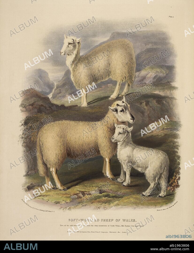 WILLIAM NICHOLSON et DAVID LOW. Soft-woolled sheep of Wales. The Breeds of the Domestic Animals ... London, 1842. Source: 578.m.32, plate III.