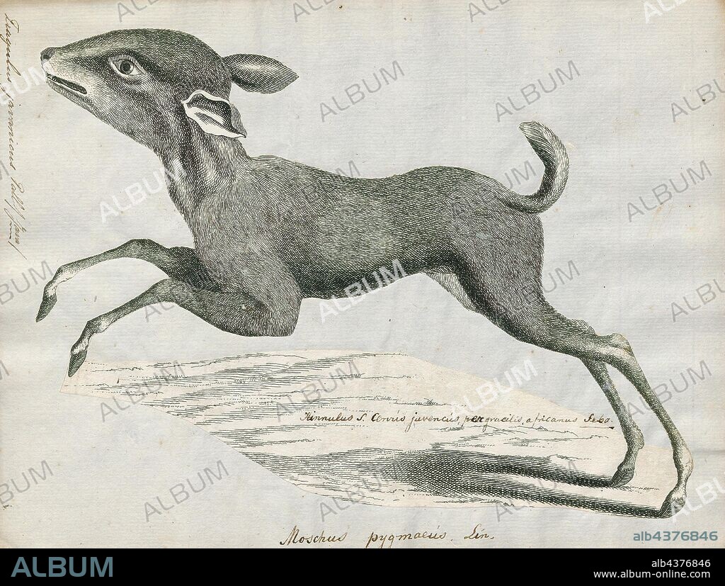 Tragulus javanicus, Print, The Java mouse-deer (Tragulus javanicus) is a species of even-toed ungulate in the family Tragulidae. When it reaches maturity it is about the size of a rabbit, making it the smallest living ungulate. It is found in forests in Java and perhaps Bali, although sightings there have not been verified., 1700-1880.