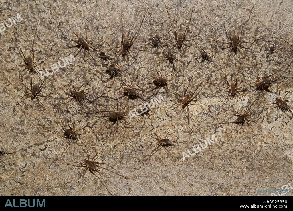 Cave Crickets, Hadenoecus subterraneus, Mammoth Cave National Park, Cave City, Kentucky.