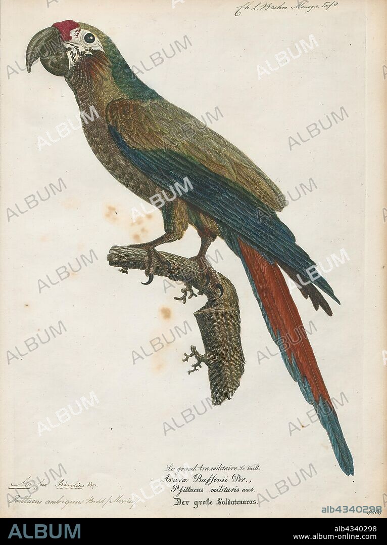 Ara ambiguus, Print, The great green macaw (Ara ambiguus), also known as Buffon's macaw or the great military macaw, is a Central and South American parrot found in Nicaragua, Honduras, Costa Rica, Panama, Colombia and Ecuador. This species lives in the canopy of wet tropical forests and is highly dependent on the almendro tree (Dipteryx oleifera). Two allopatric subspecies are recognized; the nominate subspecies (Ara ambiguus ssp. ambiguus) occurs from Honduras to West Colombia, while Ara ambiguus ssp. guayaquilensis is isolated on the Pacific side of the continent in Ecuador, and possibly South-Western Colombia., 1842-1855.