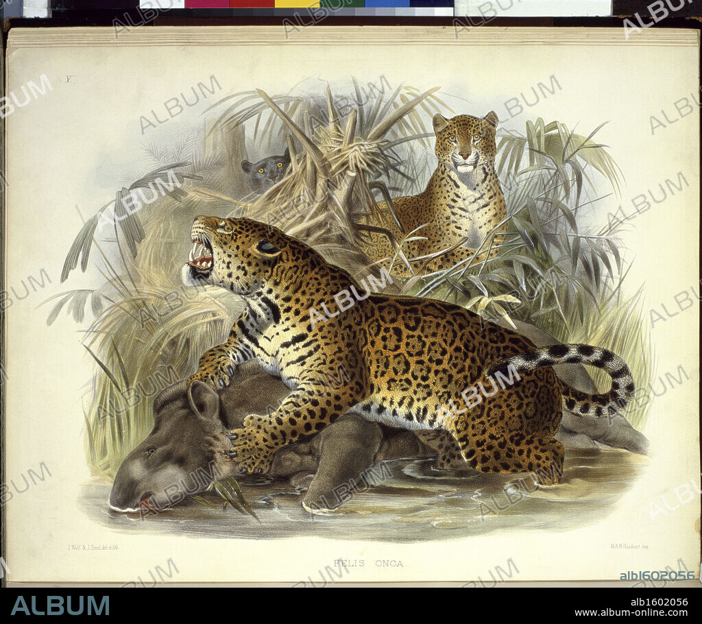 The Jaguar (Felis Onca) Daniel Giraud Elliot (1835-1915 American) Monograph Academy of Natural Sciences, Philadelphia.