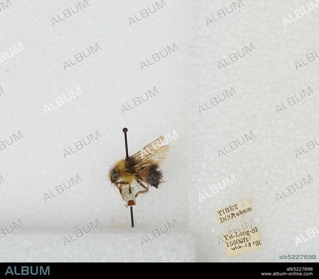 Yu-Long-Si, Tibet Autonomous Region, China, Bombus sp., Animalia, Arthropoda, Insecta, Hymenoptera, Apidae, Apinae.