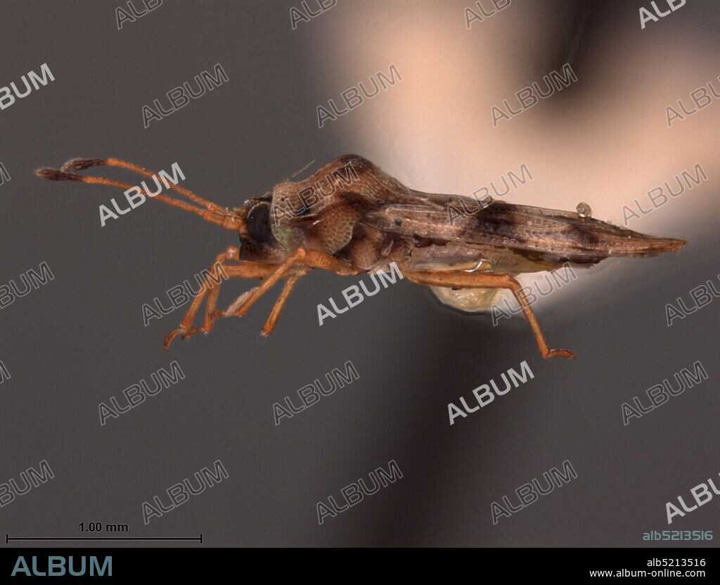 Benarkin, Australia, Tingis acris Drake, 1947, Animalia, Arthropoda, Insecta, Hemiptera, Heteroptera, Tingidae.