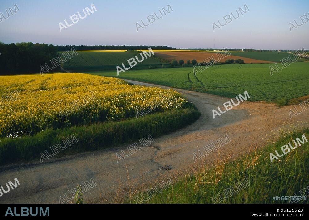 Gâtinais (Landschaft im Pariser Becken, Frankreich; begrenzt von Essonne, Loire, Yonne und Seine).-Landschaft des Gâtinais im Département Essonne mit Rapsfeldern.-Foto, undatiert.
