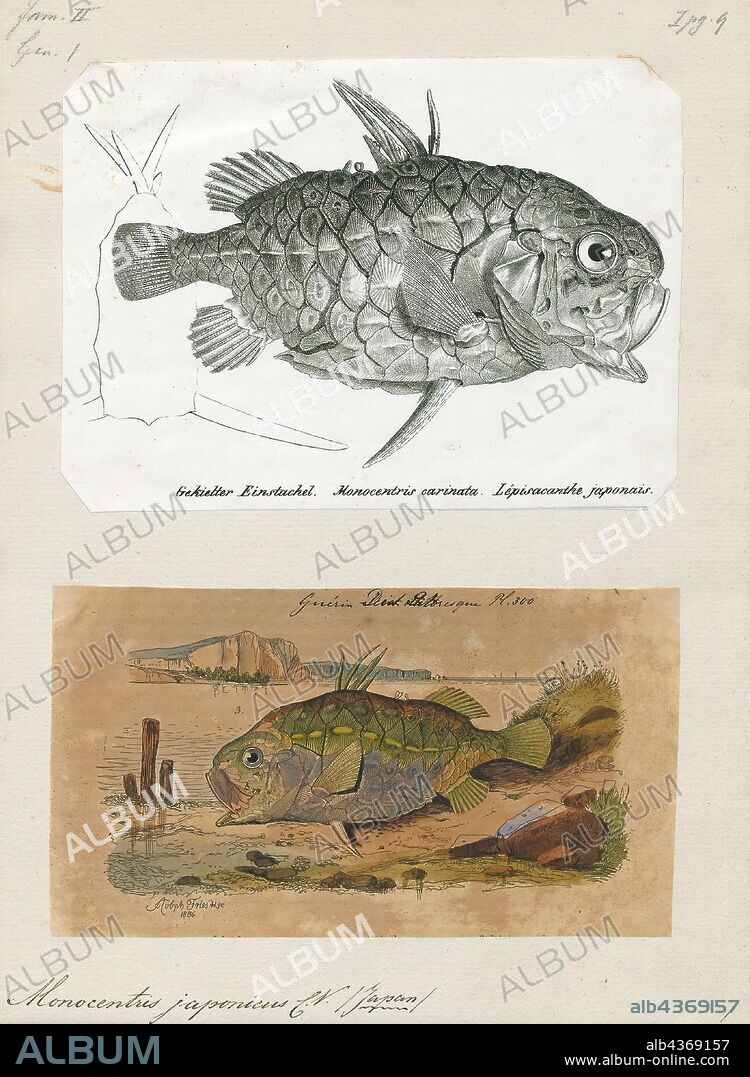 Monocentris japonicus, Print, Monocentris is a genus of pinecone fishes native to the Indian and Pacific Oceans.