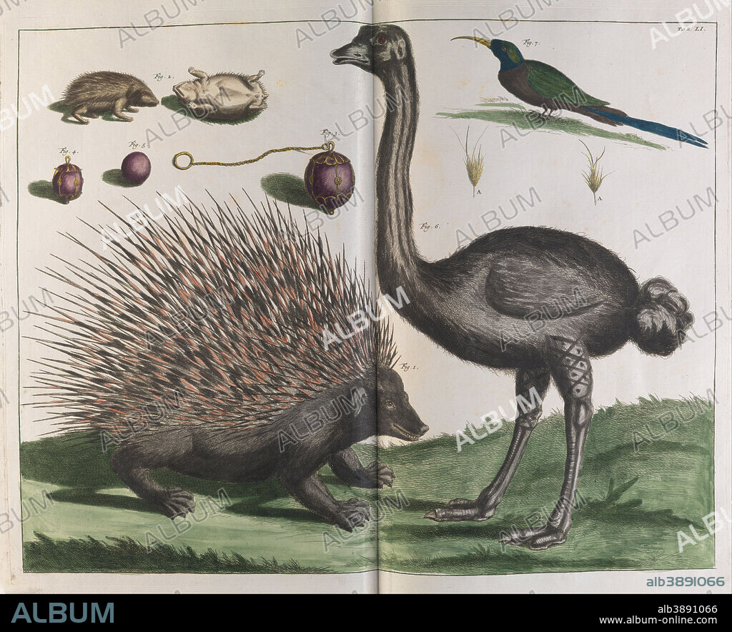 ALBERTUS SEBA. Malacca Hedgehog, Erinaceus malaccensis, and Ostrich, Struthio carmelis. Date/Period: 1734. Image. Etching; Ink on Paper Etching; Ink on Paper. Height: 530 mm (20.86 in); Width: 670 mm (26.37 in).