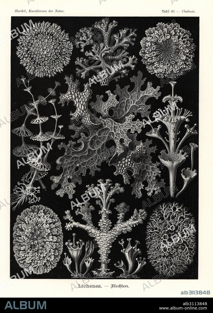 Lichens: coral lichen, Cladia retipora 1, cup lichen, Cladonia perfoliata 2, Cladonia cervicornis ssp. verticillata 3, Cladonia squamosa 4, Cladonia fimbriata 5, Cladoniaceae species 6, tree lungwort, Lobaria pulmonaria 7, Physcia stellaris 8, Melanohalea olivacea 9, greenshield lichen, Flavoparmelia caperata 10, and Anaptychia crinalis 11. Chromolithograph by Adolf Glitsch from an illustration by Ernst Haeckel from Art Forms in Nature, Kunstformen der Natur, Liepzig, Germany, 1904.