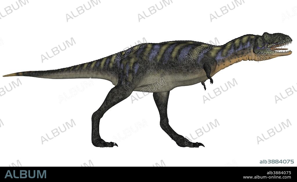Aucasaurus dinosaur isolated on white background.